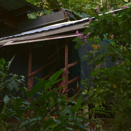 Corcovado Guide House Hotell Barrigones Exteriör bild